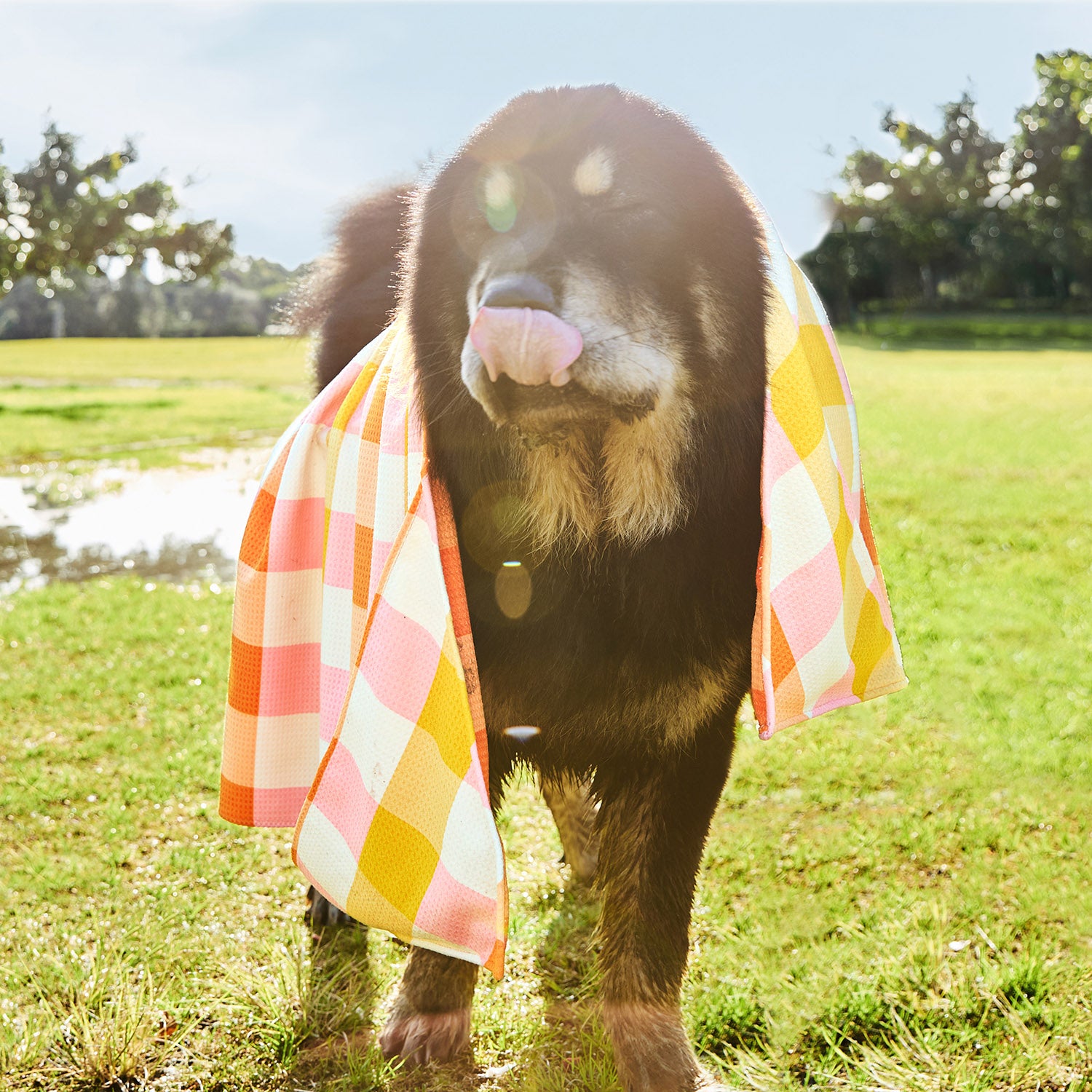 dock-bay-dog-towels-barking-plaid-hundehandtuch-set-4er-set-mit-pfotentaschen-qu image 2