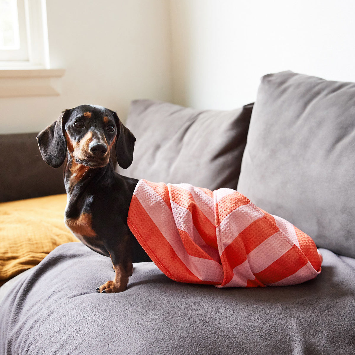 dock-bay-geschenkgutschein-f-r-hunde-haustierfreunde-e-mail-gutschein-ber-10-ein image 2
